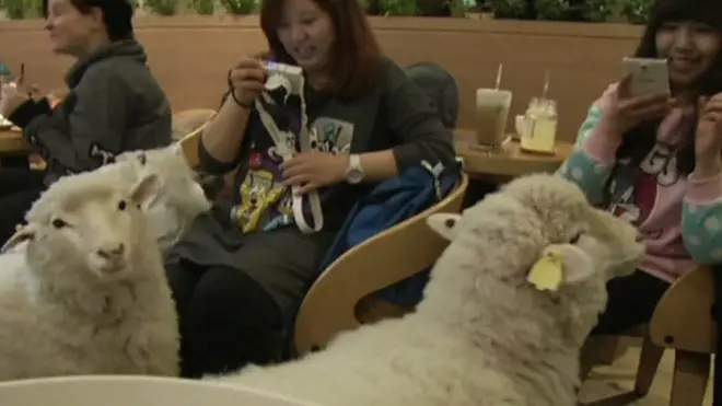 sheep cafe, seoul