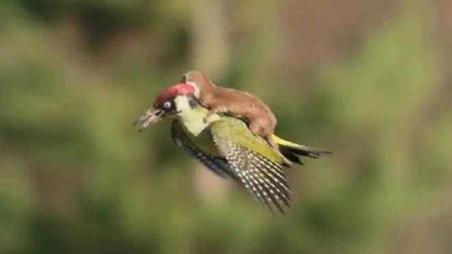 कठफोड़वे की पीठ पर सवार नेवला