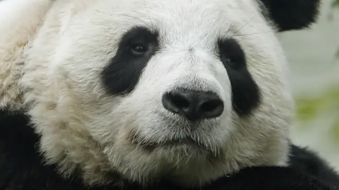tian