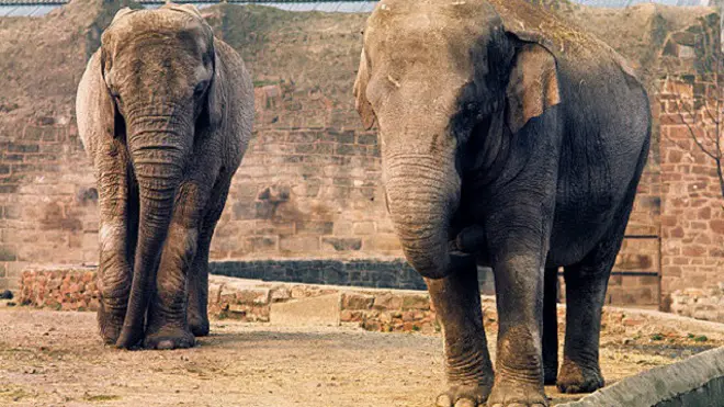 हाथी (फाइल फोटो)