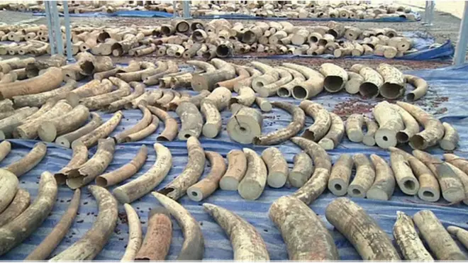 ہاتھیوں کے دانت (فائل فوٹو)