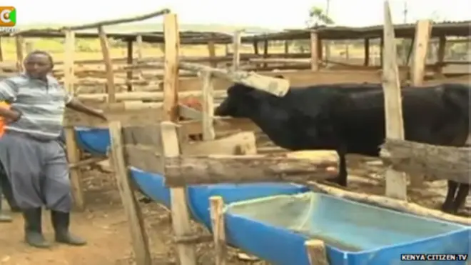 भेड़ को खाने वाली गाय