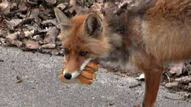 Чернобыльский лис