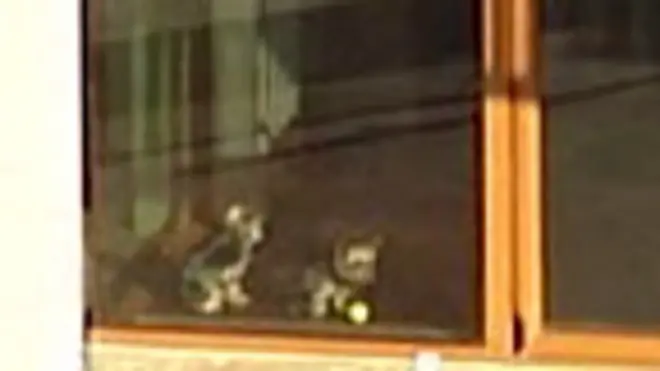 собаки деппа