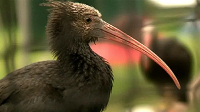 सीरिया में आईबिस पक्षी