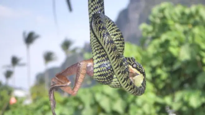 सांप का हमला