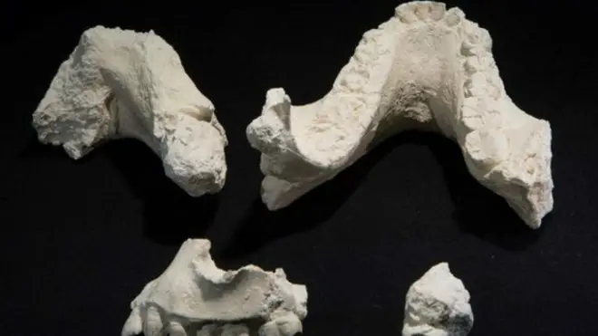 Ископаемые фрагменты скелета Australopithecus deyiremeda