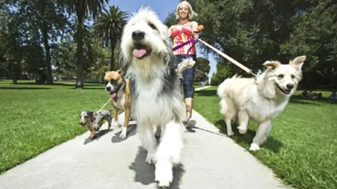 डॉगवॉकर 