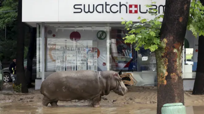 ट्ब्लीसि, दरियाई घोड़ा