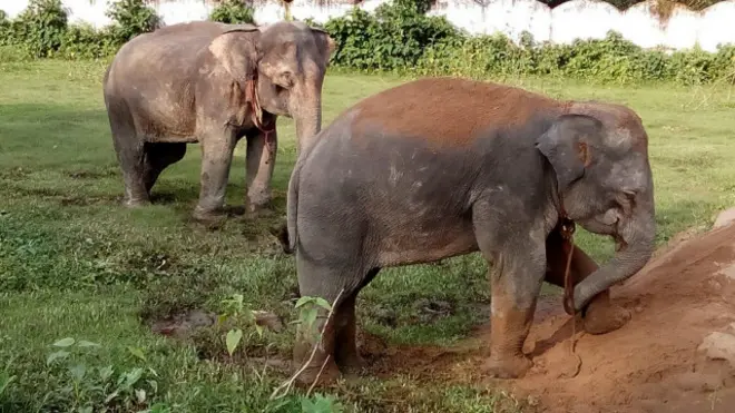 हाथी, बांग्लादेश