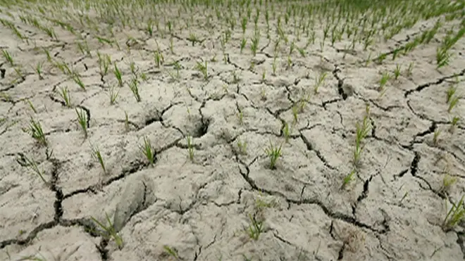 Засохшее поле