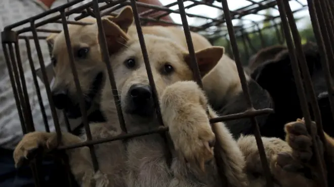 यूलिन डॉग मीट फ़ेस्टिवल