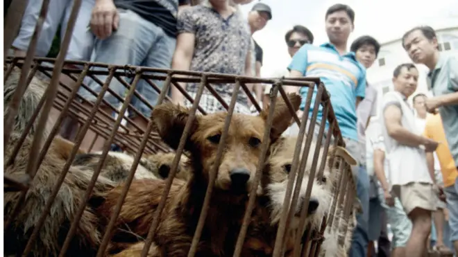 Khoảng 10 ngàn con chó bị giết thịt tại lễ hội thịt chó ở tây nam Trung Quốc