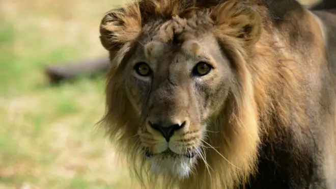 शेर, भारत