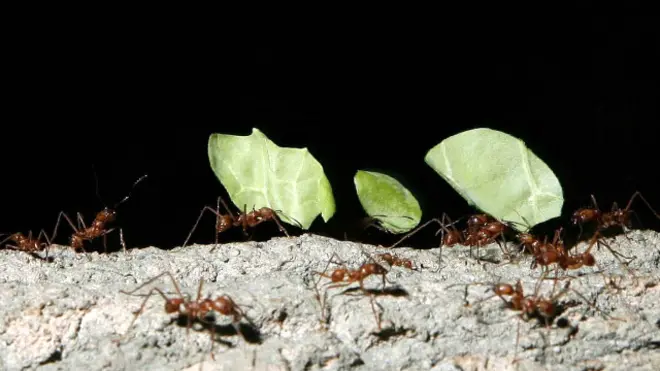 चींटियां