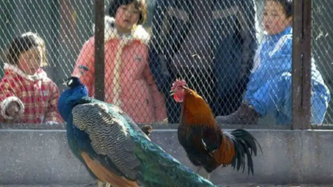 चिड़ियाघर, चीन 