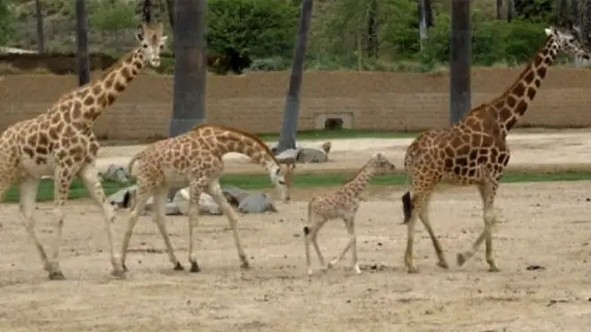 Жираф в зоопарке