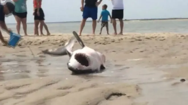 Выброшенная на берег акула на пляже в США