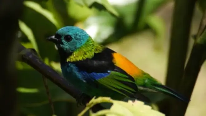 Хуан Пабло Кулассо