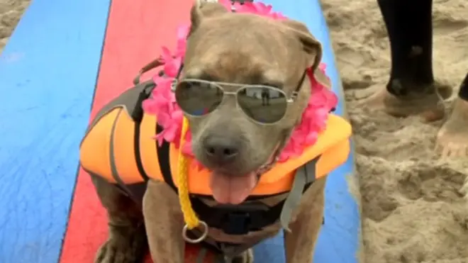 Собака на серфе