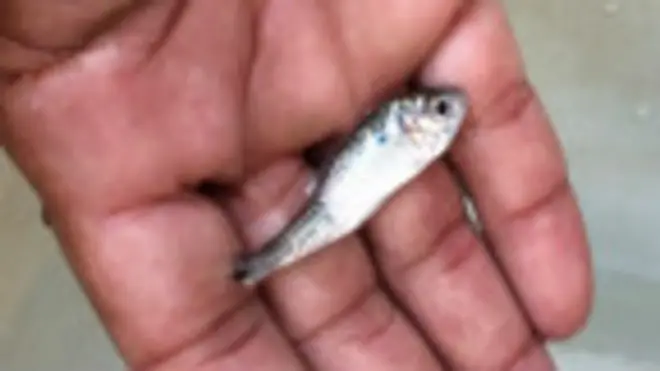 Foto: Camilla Costa | BBC Brasil