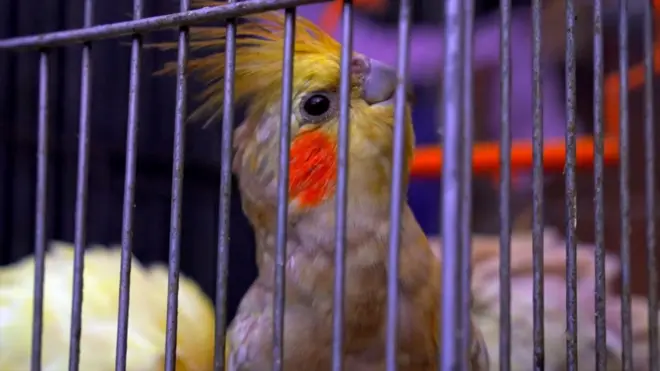 حرب غزة: "العصافير يصابون مثلنا بالذعر"