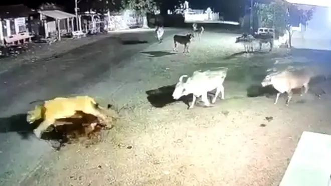 సింహాన్ని తరిమేసిన ఆవులు