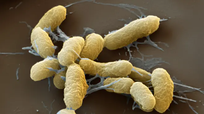 The plague bacteria is still a danger to humans