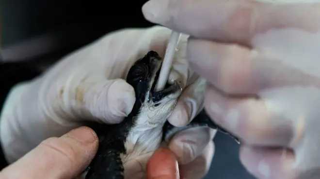 Workers at the Israeli Sea Turtle Rescue Center cleans a sea turtle at their center in the Israeli coastal moshav of Mikhmoret, north of Tel Aviv on February 21, 2021.