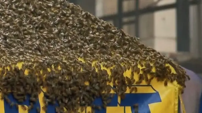 Saat 30 ribu lebah kerubungi stan hot dog di New York