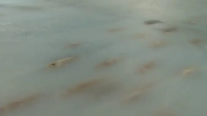 Риба на ковзанці в Японії