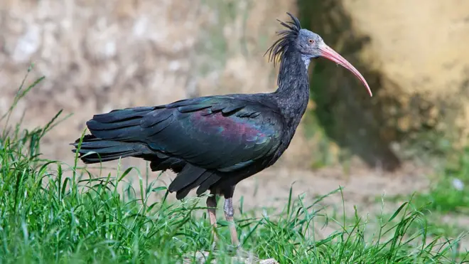 Severni ćelavi ibis