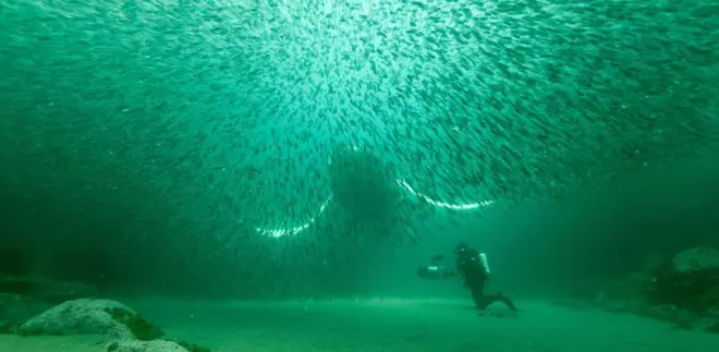 Fotografia colorida mostra mergulhador no fundo do marbwin 55frente a uma baleia e um cardumebwin 55peixes