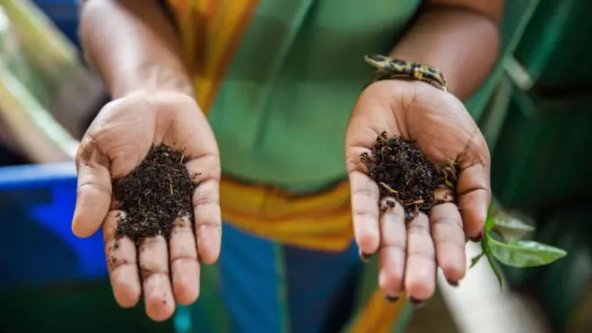 مزارعة شاي في سريلانكا