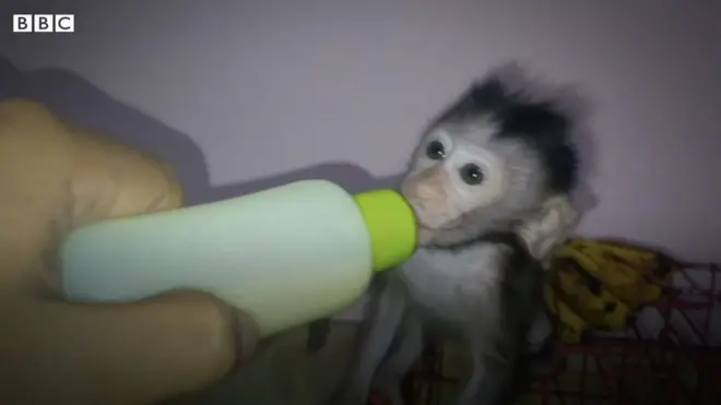 දුක්ඛිත වඳුරු හිංසන ගෝලීය ජාලය ගැන බීබීසී කළ හෙළිදරව්ව