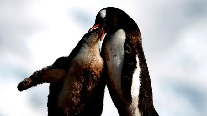 એન્ટાર્કટિકા.