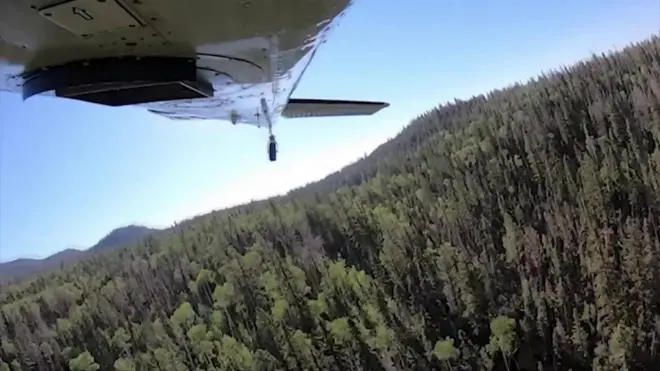 मछलियां