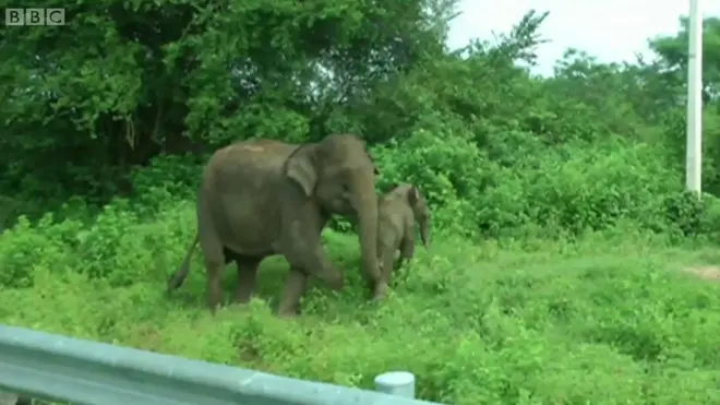 엄마 코끼리는 왜 차를 쫓아갔을까?