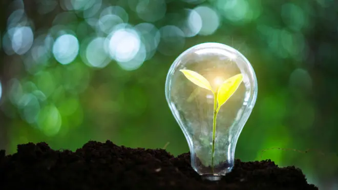 Лампочка с саженцем внутри