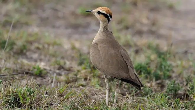 కలివికోడి, ఆంధ్రప్రదేశ్, కడప, వైఎస్సార్ జిల్లా