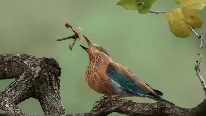 رائل سوسائٹی فوٹوگرافی مقابلے
