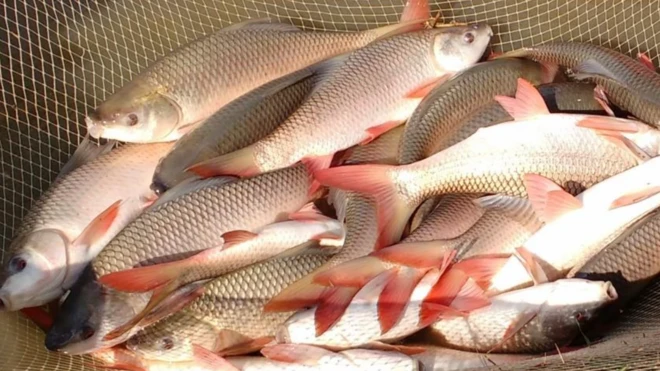 అమృత బొచ్చె, ఏహెచ్ఆర్ జయంతి రాగండి చేపలు, హేచరీలు