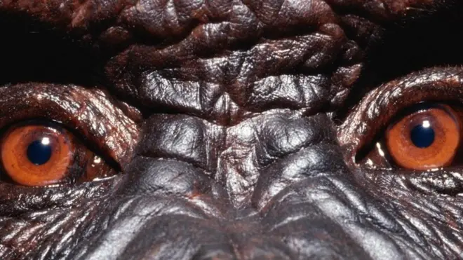 Глаза гориллы