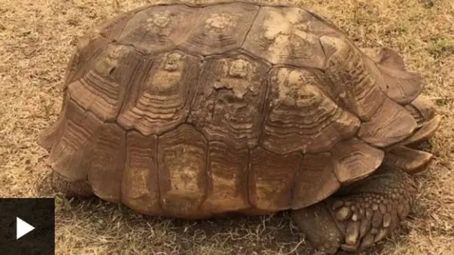 Oloogbe Alagba Ijapa