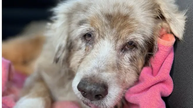 Džezi je pobegla od kuće pre sedam godina kada su je uplašili vatrometi