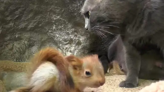 قطة ترعى سناجب يتامى