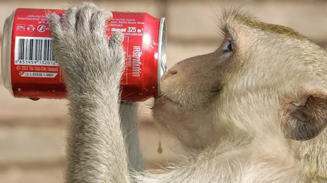 นักท่องเที่ยวตะลึงปรากฎการณ์ลิงครองเมือง