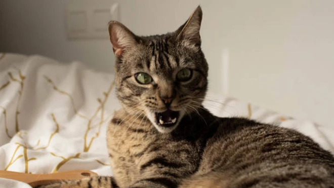 แมวทำหน้าตกใจ 