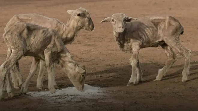 وتيرة ذبح المواشي في الدنمارك في ازدياد بسبب ارتفاع درجات الحرارة التي أدت إلى انحسار مساحات المراعي. وفي العراق فقد الفلاحون في الجنوب كثيرا من مواشيهم بسبب الحر الشديد والجفاف.
