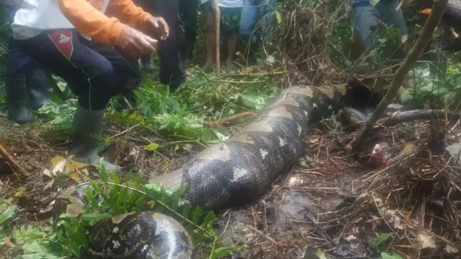 Warga saat menangkap ular yang memangsa ibu penyadap karet, Senin (24/10/2022) .